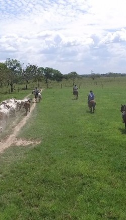 cantos de vaqueria