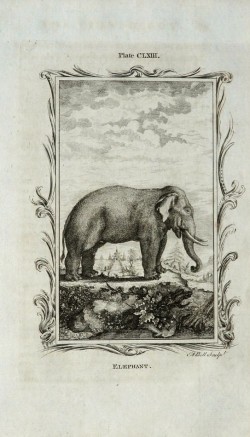 elefante