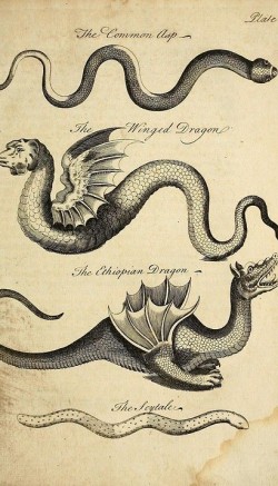 dragon1