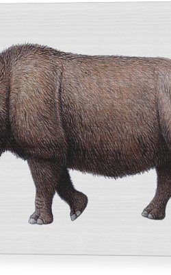 woolly-rhinoceros-artwork-mauricio-anton
